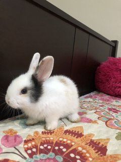 Bean - Angora Rabbit Rabbit