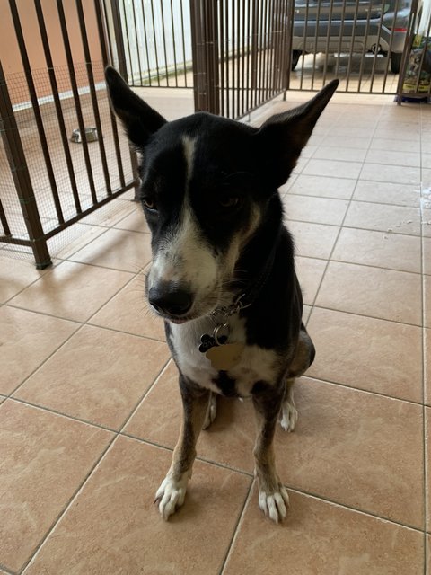 Bnw - Mixed Breed Dog