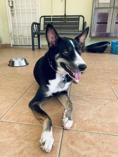 Bnw - Mixed Breed Dog