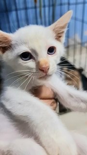 #4 White (M) - Domestic Short Hair Cat