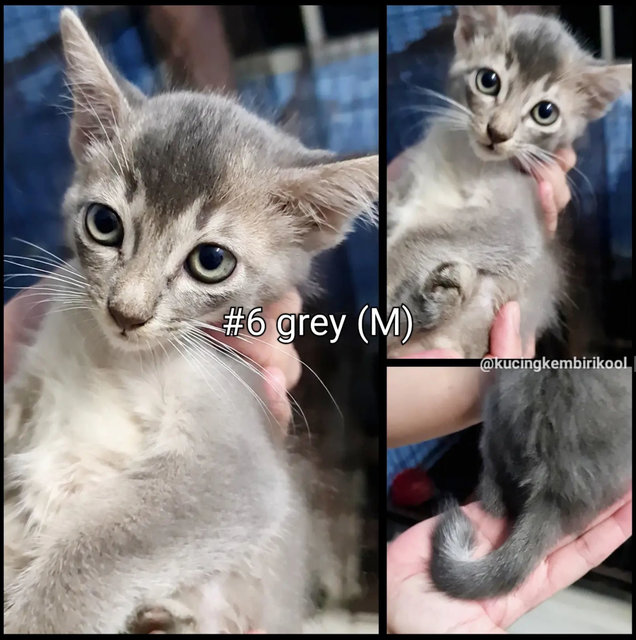 #6 Grey (M) - Domestic Short Hair Cat