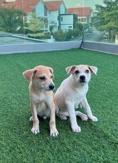 Twins - Canaan Dog Mix Dog