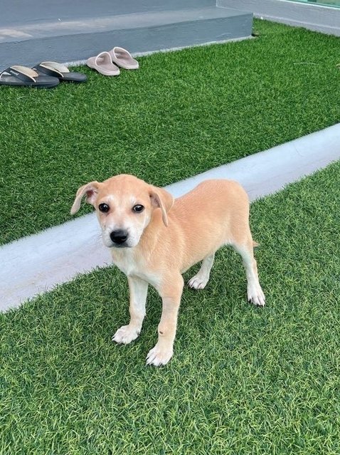 Twins - Canaan Dog Mix Dog