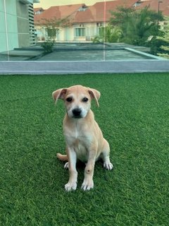 Twins - Canaan Dog Mix Dog