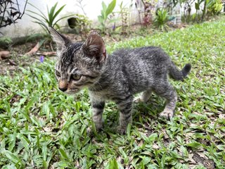 Pokey - Domestic Short Hair Cat