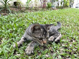 Pokey - Domestic Short Hair Cat