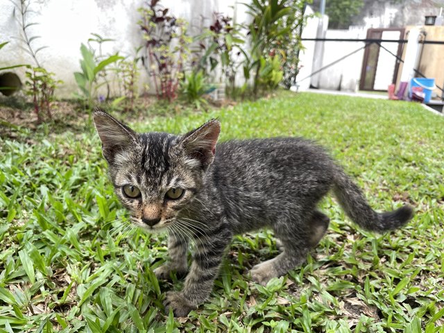 Pokey - Domestic Short Hair Cat