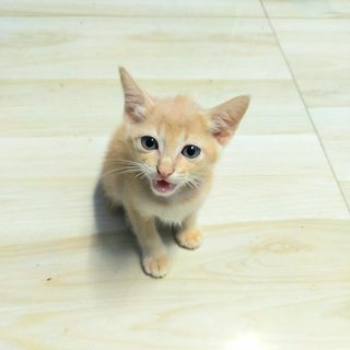 #7 Orange (M) - Domestic Short Hair Cat