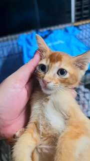 #9 Orange (M) - Domestic Short Hair Cat