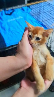 #9 Orange (M) - Domestic Short Hair Cat