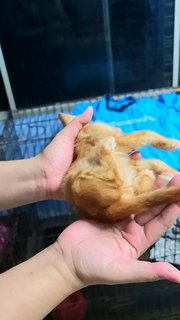 #9 Orange (M) - Domestic Short Hair Cat