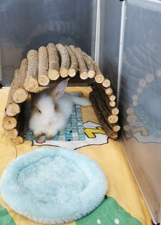 Laddoo - Dutch + Lionhead Rabbit