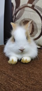 Laddoo - Dutch + Lionhead Rabbit