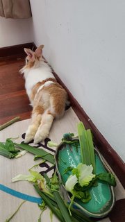 Laddoo - Dutch + Lionhead Rabbit