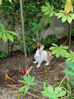 Laddoo - Dutch + Lionhead Rabbit