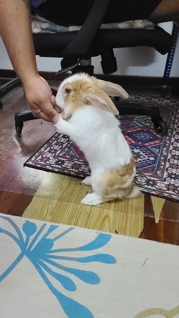 Laddoo - Dutch + Lionhead Rabbit