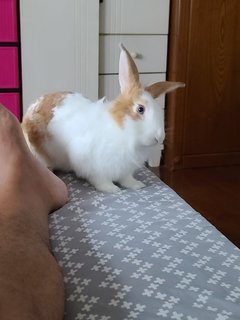 Laddoo - Dutch + Lionhead Rabbit