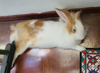 Laddoo - Dutch + Lionhead Rabbit