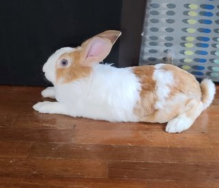 Laddoo - Dutch + Lionhead Rabbit