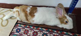 Laddoo - Dutch + Lionhead Rabbit