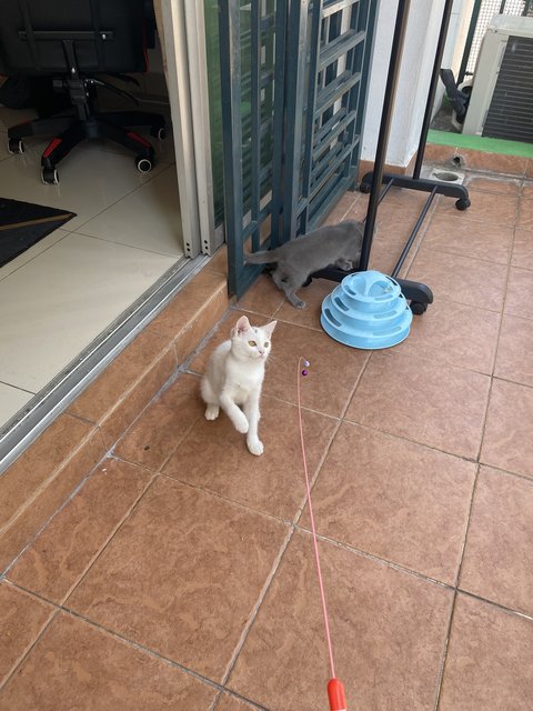 Lucy - Turkish Angora + Persian Cat