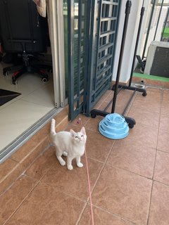 Lucy - Turkish Angora + Persian Cat