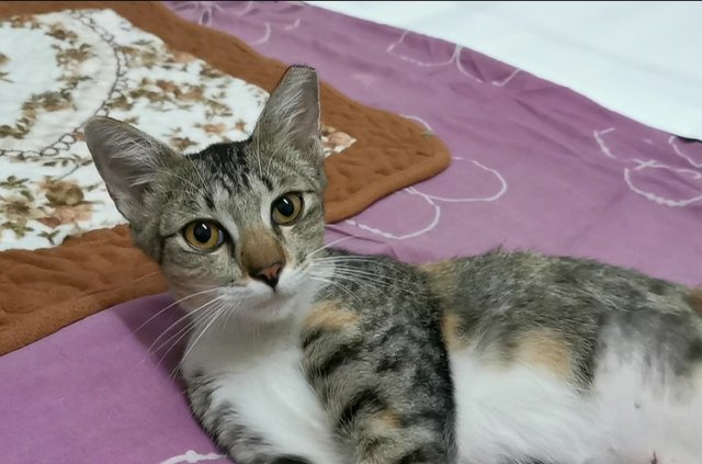 Xiao Mei - Domestic Short Hair Cat