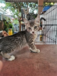 Lukut Port Dickson Kittens - Domestic Short Hair Cat