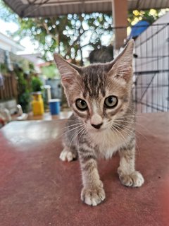 Lukut Port Dickson Kittens - Domestic Short Hair Cat