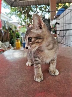 Lukut Port Dickson Kittens - Domestic Short Hair Cat