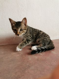 Lukut Port Dickson Kittens - Domestic Short Hair Cat