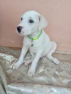 Olaf  - Mixed Breed Dog