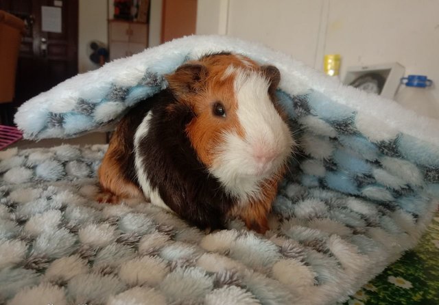 Abyssinian Guinea Pig - Guinea Pig Small & Furry