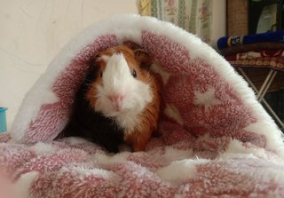 Abyssinian Guinea Pig - Guinea Pig Small & Furry