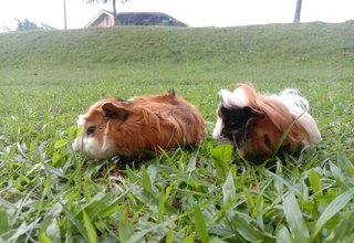 Abyssinian Guinea Pig - Guinea Pig Small & Furry