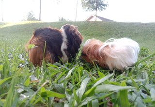 Abyssinian Guinea Pig - Guinea Pig Small & Furry