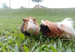 Abyssinian Guinea Pig - Guinea Pig Small & Furry