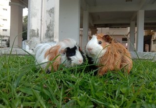 Abyssinian Guinea Pig - Guinea Pig Small & Furry