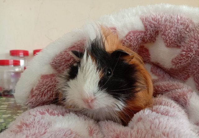 Abruvian Guinea Pig - Guinea Pig Small & Furry