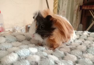 Abruvian Guinea Pig - Guinea Pig Small & Furry