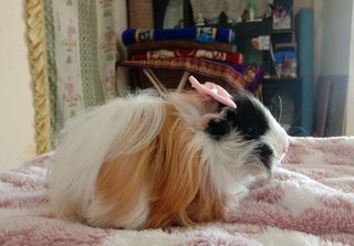 Abruvian Guinea Pig - Guinea Pig Small & Furry