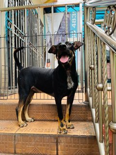 Fido - Australian Kelpie Mix Dog