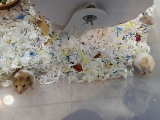 Mixed Syrians 1 Months - 2 Months Old - Syrian / Golden Hamster Hamster