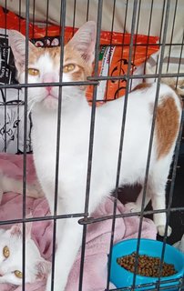 Lost Oyen - Domestic Short Hair Cat