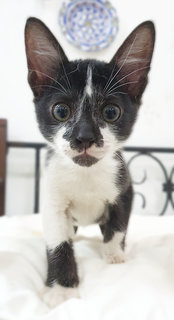 Figgy is a handsome little tuxedo kitty with big round eyes 😍