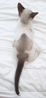 Fitzy is a gorgeous Siamese point with the loveliest long white-tipped tail 🤩