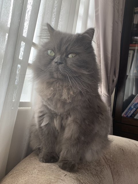 Ziggi - Persian Cat