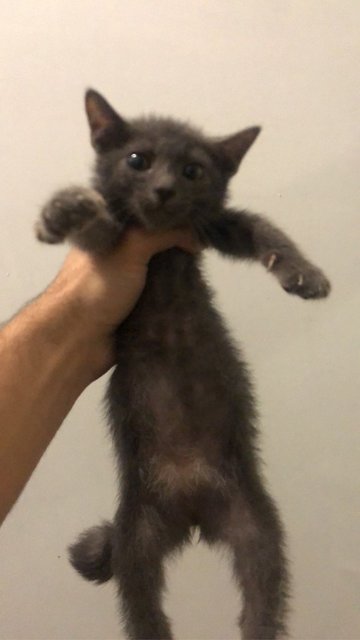 Grey, Green And Harry - Domestic Long Hair Cat