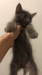 Grey, Green And Harry - Domestic Long Hair Cat