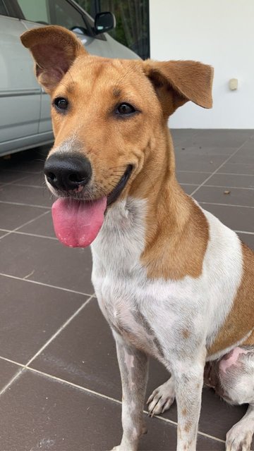 Brownie - Mixed Breed Dog